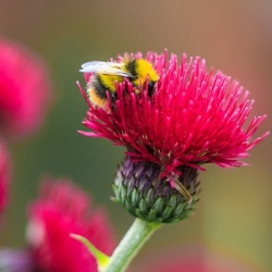 vederdistel-cirsium-rivulare-atropurpureum