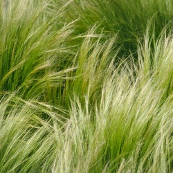 vedergras_stipa-tenuifolia-pony-tails