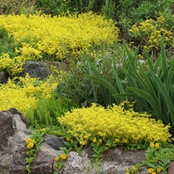 vetkruid-sedum-acre-aurea