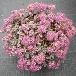 vetkruid-sedum-cauticola-lidakense
