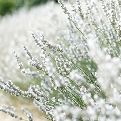 witte-lavendel-lavandula-angustifolia-alba