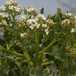 zeekool-crambe-maritime