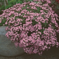 zeepkruid-saponaria-ocymoides-rose