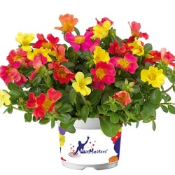 zomerpostelein_3-in-1_portulaca-oleracea-pazzaz-nano-mixmasters-candy