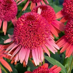 zonnehoed-echinacea-purpurea-carrot-cake