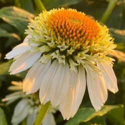 zonnehoed-echinacea-purpurea-milkshake