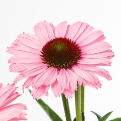 zonnehoed-echinacea-sunseekers-salmon-eu55888pp32486