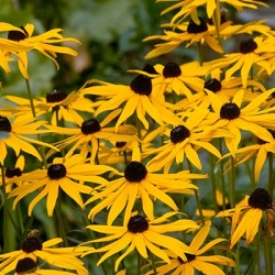 zonnehoed-rudbeckia-fulgida-goldsturm