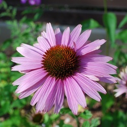 zonnehoed_echinacea-purpurea-primadonna-deep-rose