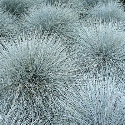 _blauw-zwenkgras-festuca-ovina-elijah-blues