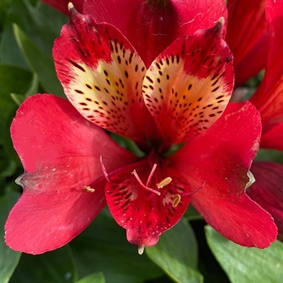 a-incalelie-alstroemeria-compact-stella