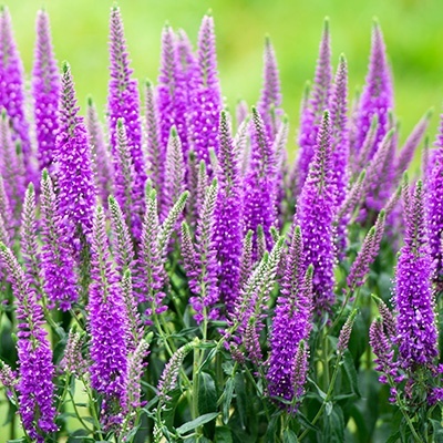 aarereprijs-veronica-spicata-bubblegum