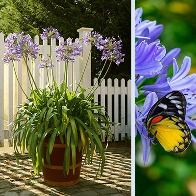 afrikaanse-lelie-agapanthus-blue