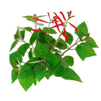 ananassalie-salvia-elegans-scarlet-pineapple