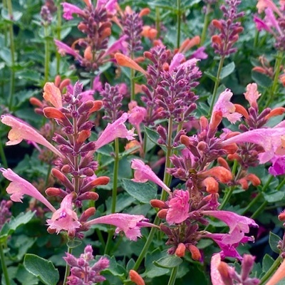 anijsplant-dropplant-agastache-kudos-ambrosia