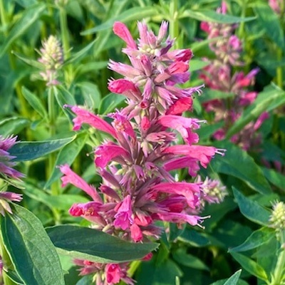 anijsplant-dropplant-agastache-mexicana-red-fortune