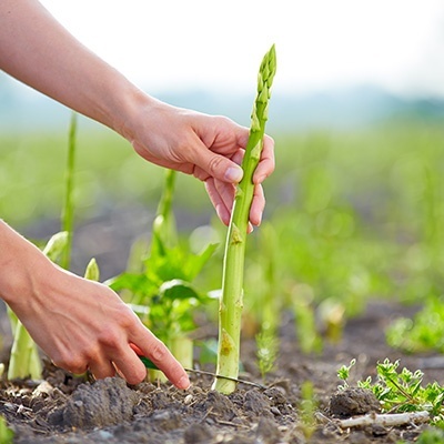 asperge-asparagus-officinalis