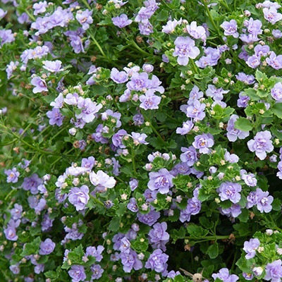 bacopa-sutera-diffusus-bacopa-baristo-double-s