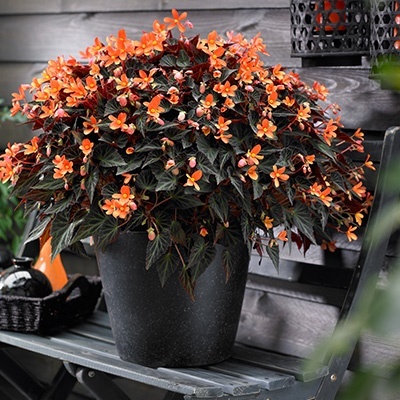 begonia_begonia-boliviensis-glowing-embers-orange