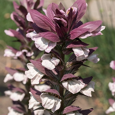 berenklauw-acanthus-hungaricus-white-lips