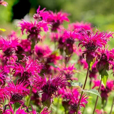 bergamotplant-monarda-kardinal