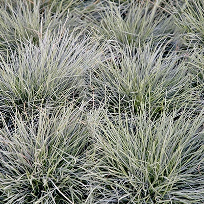 blauw-zwenkgras-festuca-valesiaca-buddy-blues
