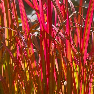 bloedgras_imperata-cilindrica-red-baron_13415714