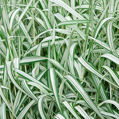 bont_pijpenstrootje_molinia-caerulea-variegata