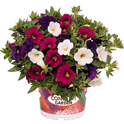 calibrachoa-mix--confetti-garden-hawaiian-nani-country