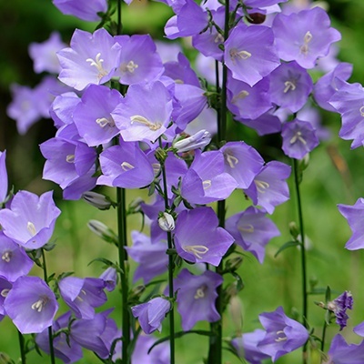 campanula-persicifolia-takion-f1-blue