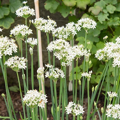chinese-bieslook-allium-tuberosum