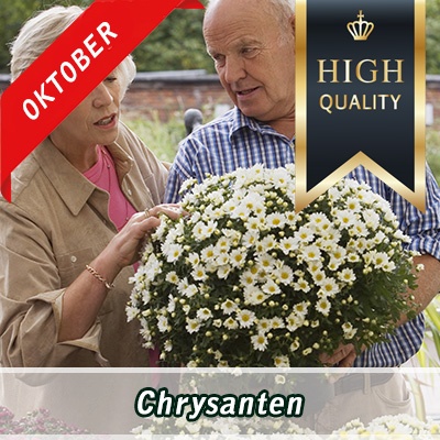chrysanten