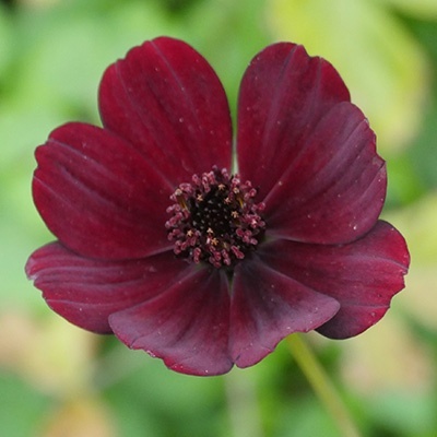 cosmea-cosmos-atrosanguineus-chocolates