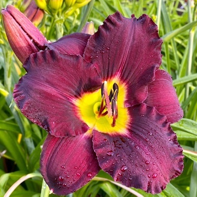 daglelie-hemerocallis-bela-lugosi