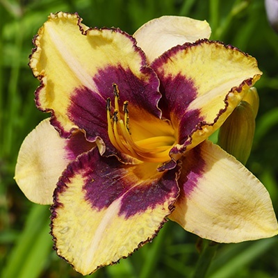 daglelie-hemerocallis-calico-jack