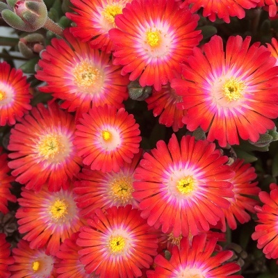 delosperma-jewel-of-desert-grenade