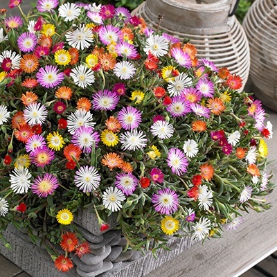 delosperma-jewel-of-desert-mix_432854917