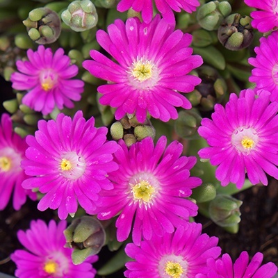 delosperma-jewel-of-desert-opal