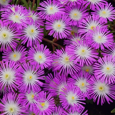 delosperma-wheels-of-wonder-violet-wonder