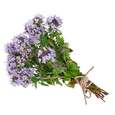 duitse-winter-tijm-thymus-vulgaris