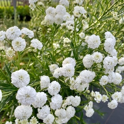 duizendblad-achillea-ptarmica-perry-s-white