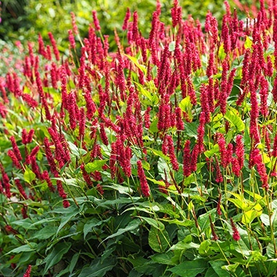 duizendknoop-persicaria-amplexicaulis-fat-domino