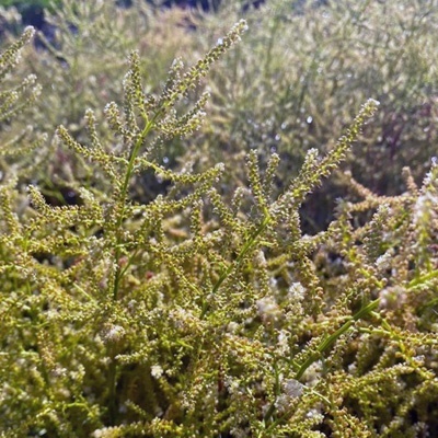 dwerg-geitenbaard-aruncus-aethusifolius