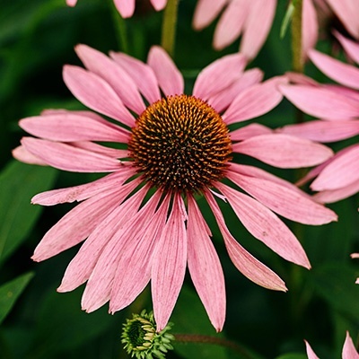 echinacea-purpurea-papallo-classic-dragon-fruits