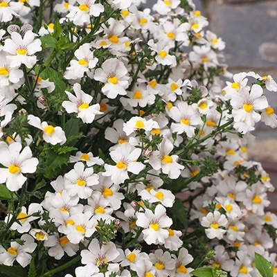 elfenspiegel-nemesia-x-hybrida-lyric-whites