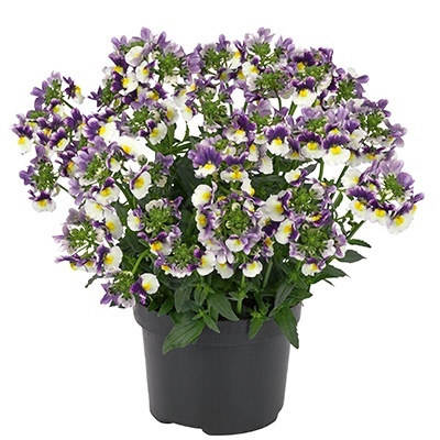 elfenspiegel_nemesia-fruticans-nuvo-blue-bicolour-impr