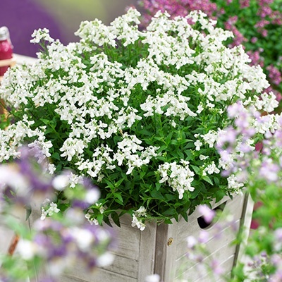 elfenspiegel_nemesia-fruticans-nuvo-white