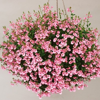 elfenspoor_diascia-barberae-flying-colors-light-pink