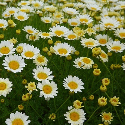 gele_kamille_anthemis-sauce-hollandaise