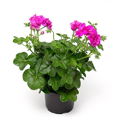 geranium-pelargonium-peltatum-corriente-amethyst